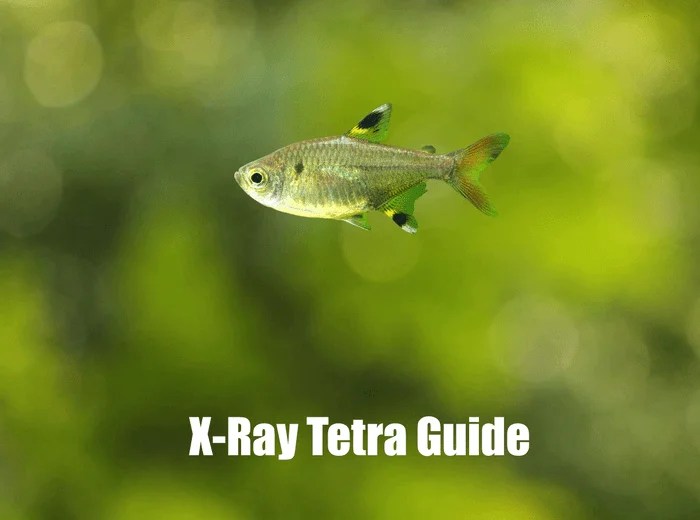 Best Canister Filter For Fish Tanks - Tetra Guide | Best Products