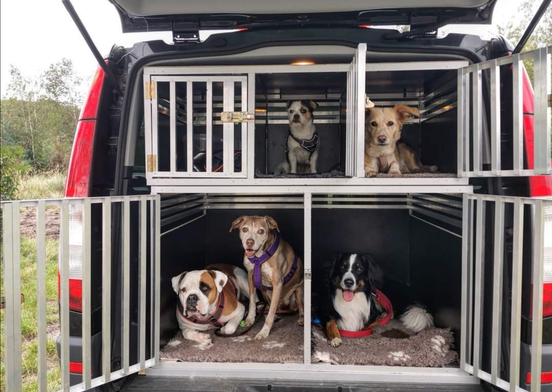 Teuto Walk & Care Dogwalker