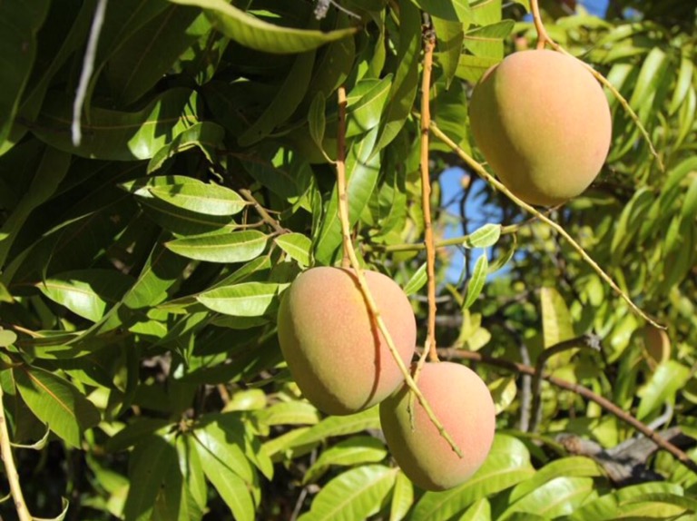 The Mango Season South Florida Journal