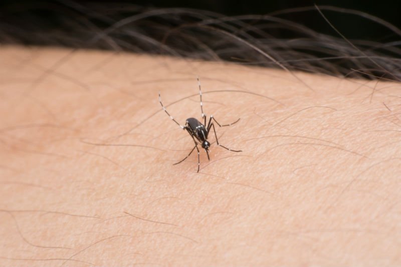 The Importance Of Mosquito Repellant Texan Mosquito Systems