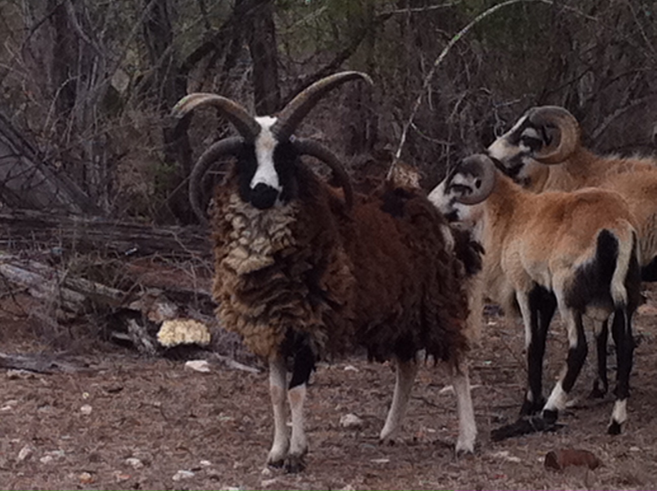 Animals Tatonka Creek Ranch