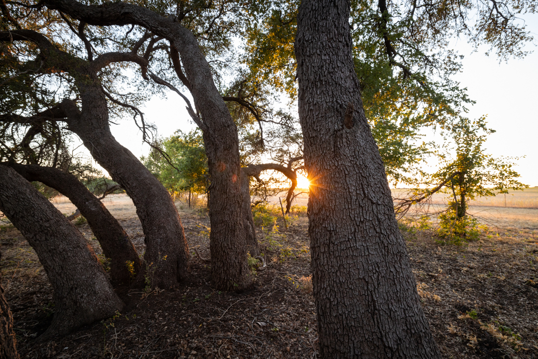 La Fe Ranch 234 ACs Florence, TX TexasLand