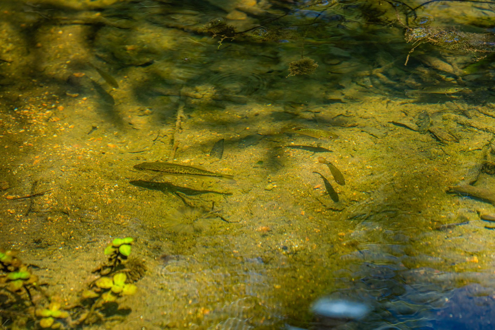 Grape Creek Ranch TexasLand