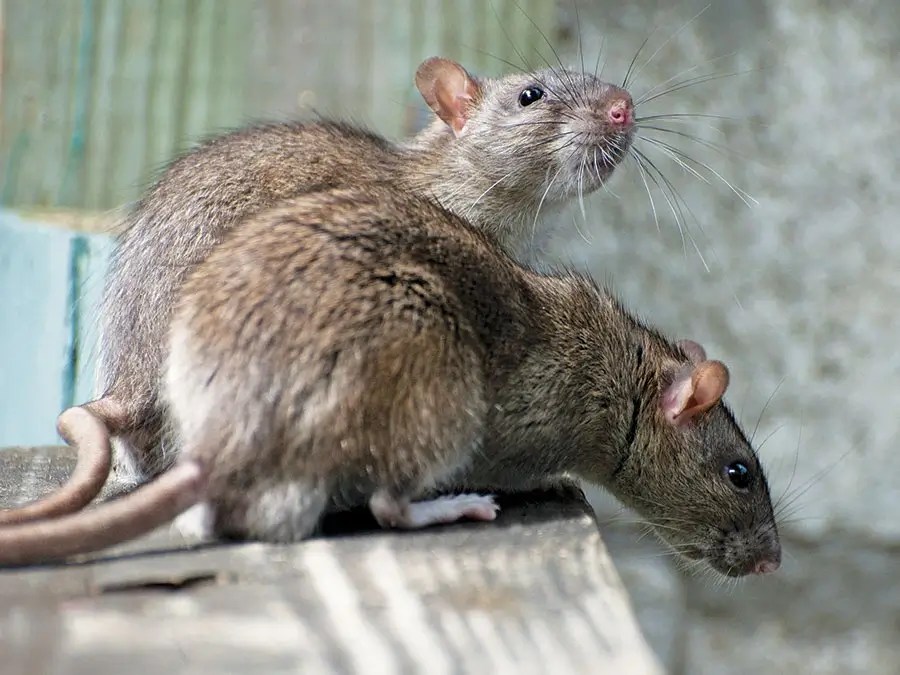 How to Combat Rats in San Antonio Beeline Pest Control of Texas
