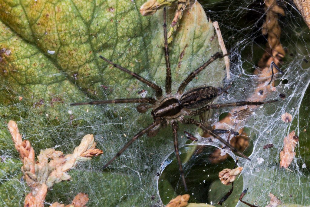 Wolf Spider In Texas What You Need To Know