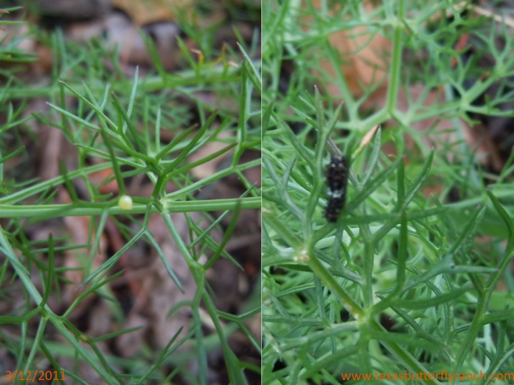 Five weeks later Swallowtail eggs on fennel, and…a caterpillar Texas