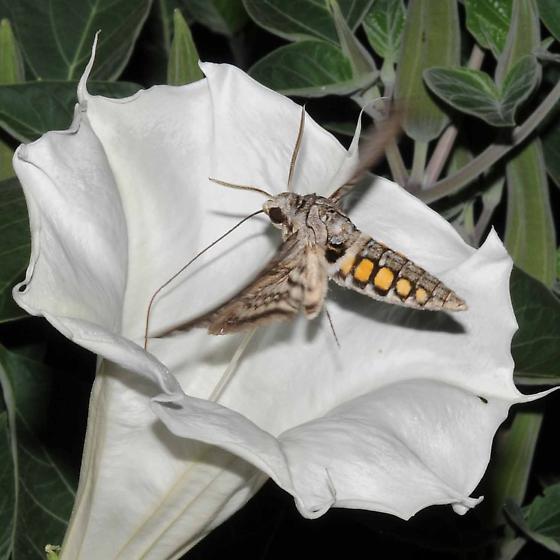 Loathed by Gardeners, Tomato Hornworms Morph into Magnificent Sphinx