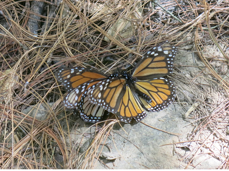 Right on time First of Season Monarchs Arrive in San Antonio Texas