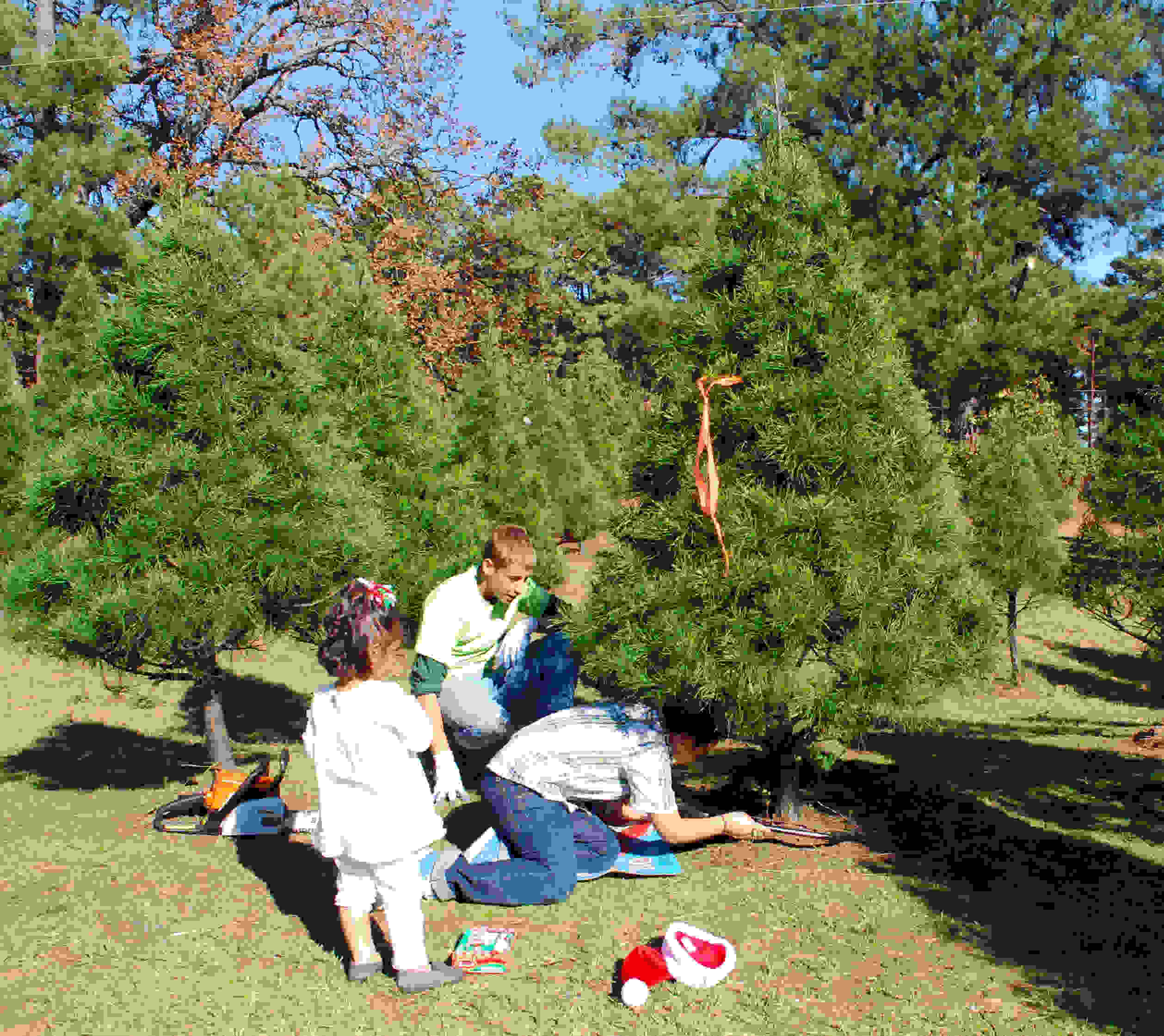 Dadda's G's Christmas Trees