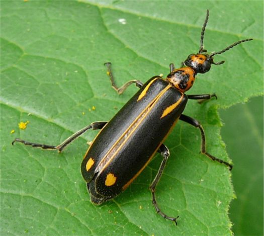 Yellowcrescent Blister Beetle Pyrota insulata (LeConte 1858)