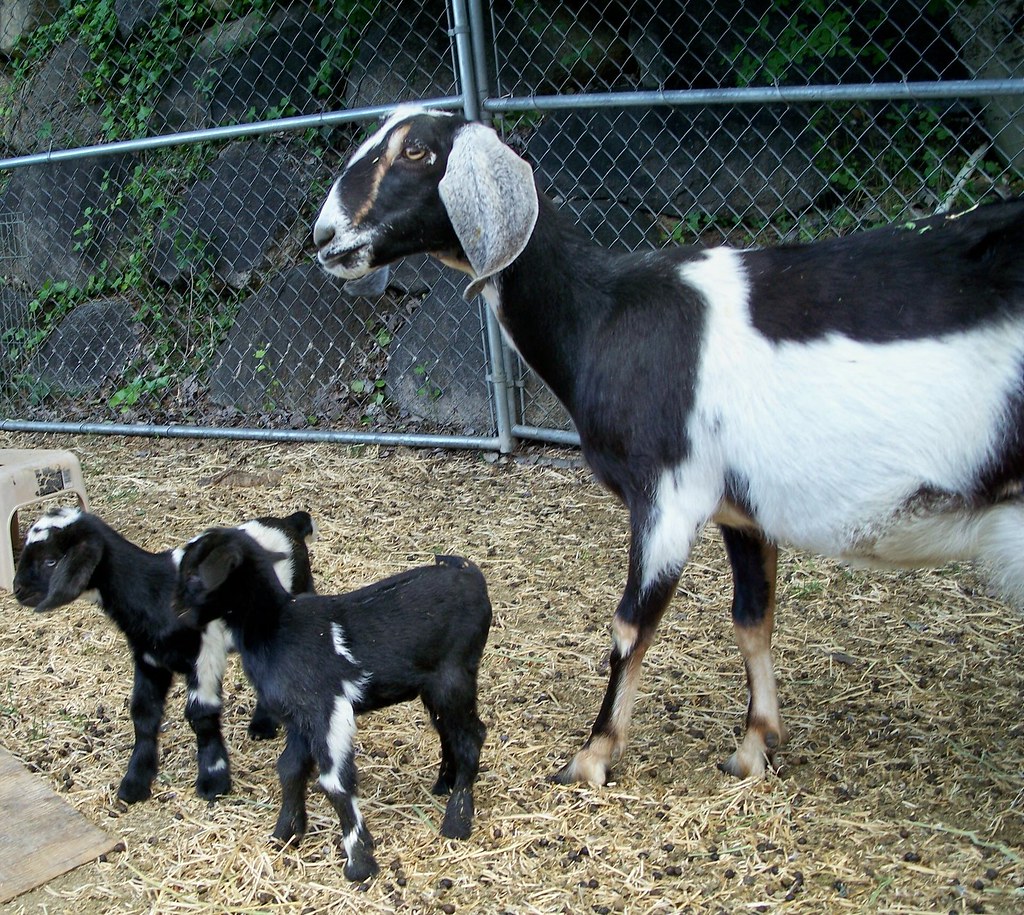 Nubian Goats For Sale Mississippi at Miguel Beattie blog