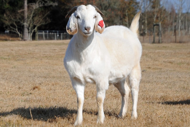 Savanna Goat A Complete Breed Overview (2023)