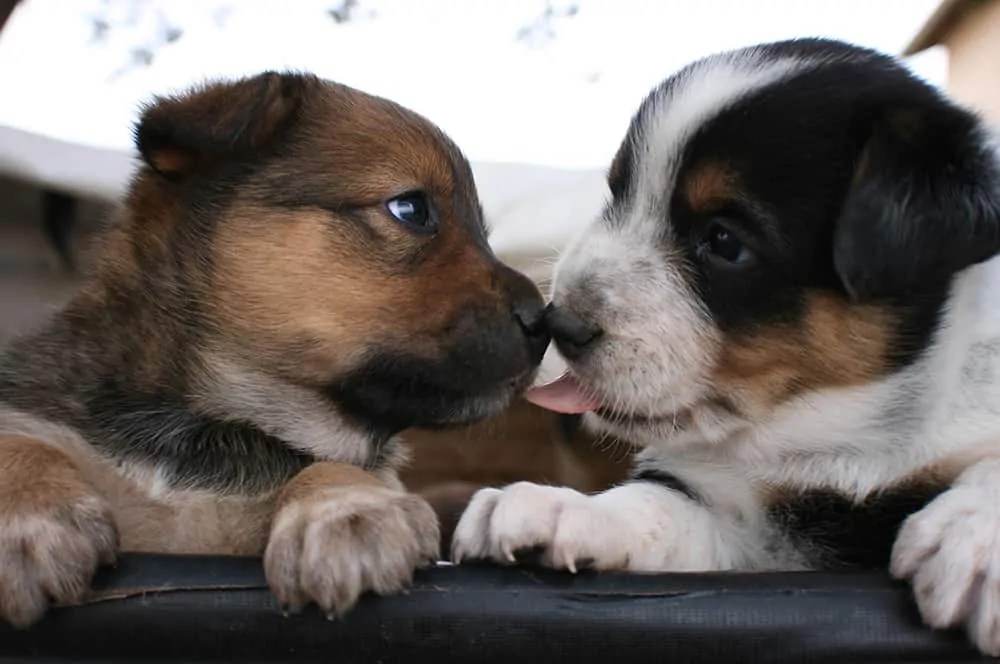 Texas Heelers, Miniature Australian Shepherds