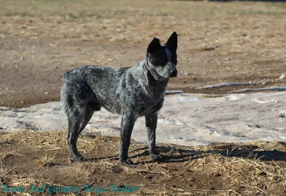 Bandit Town & Country Texas Heelers