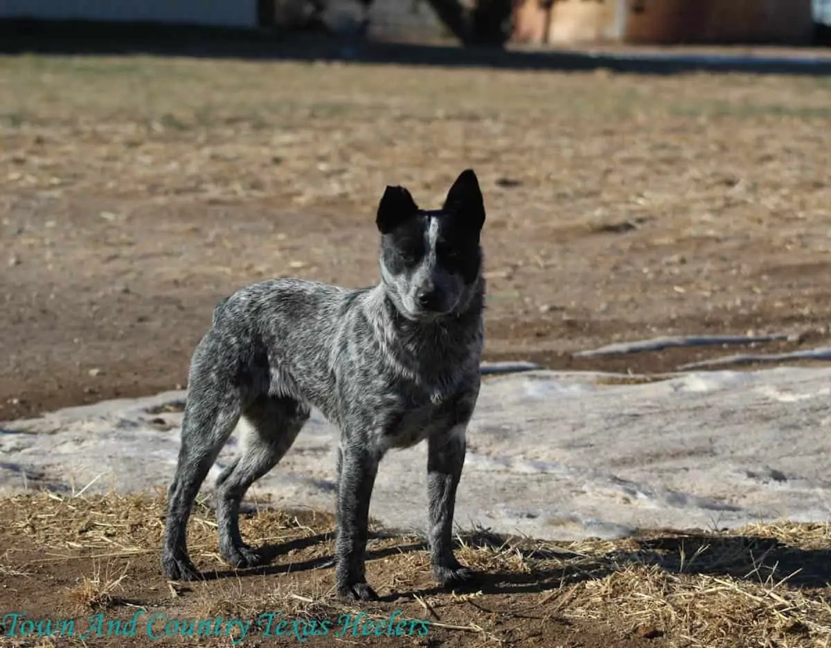 mini blue heeler breeders near me Jestine Howland