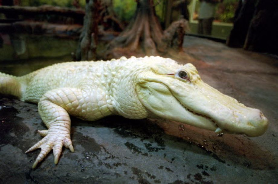 Blanco the White Alligator is Retiring from the Houston Zoo