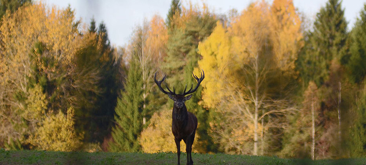 Oatmeal Texas Texas Hill Country