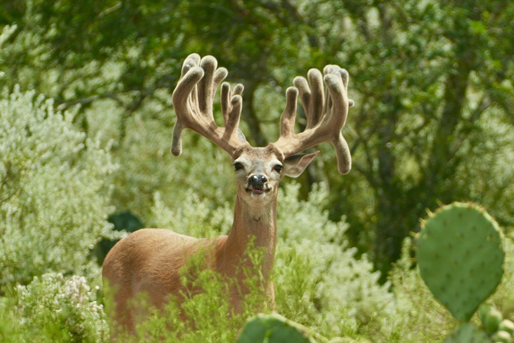 Snag a South Texas Hunting Experience From Trinity Oaks