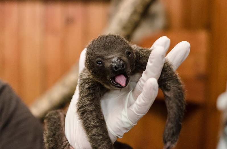 Cute Baby Sloth Born at the Animal World & Snake Farm Zoo