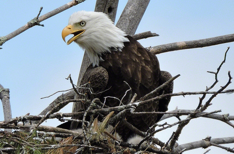 Texas Teen Shot Down a Bald Eagle in Harris County