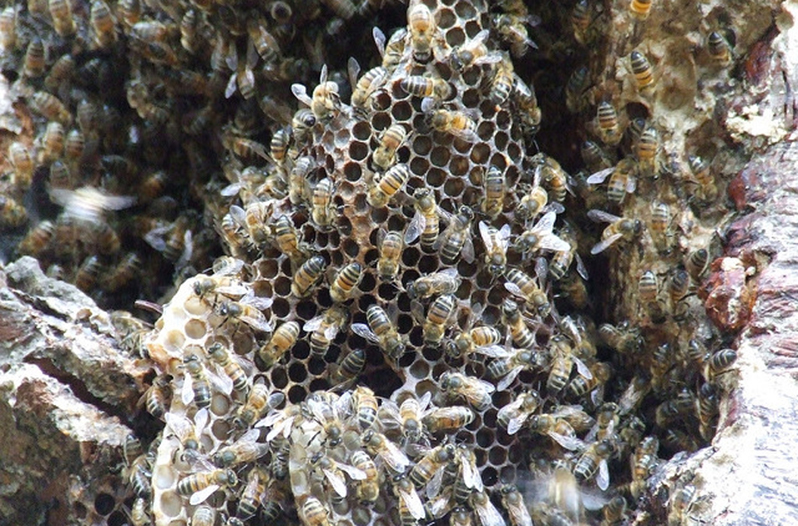 bees Texas Hill Country