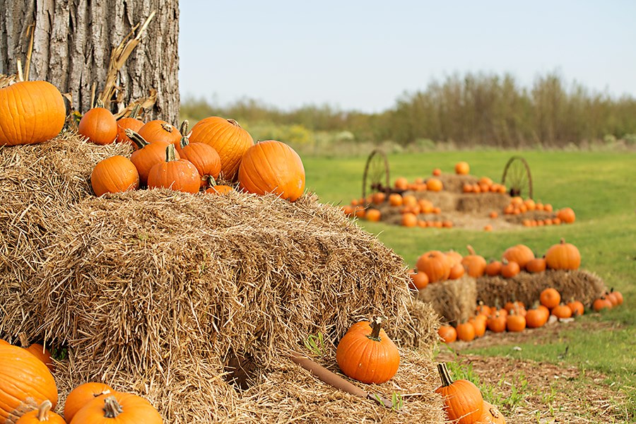 5 Fall Fun Pumpkin Patches, Festivals, Corn Mazes, & More