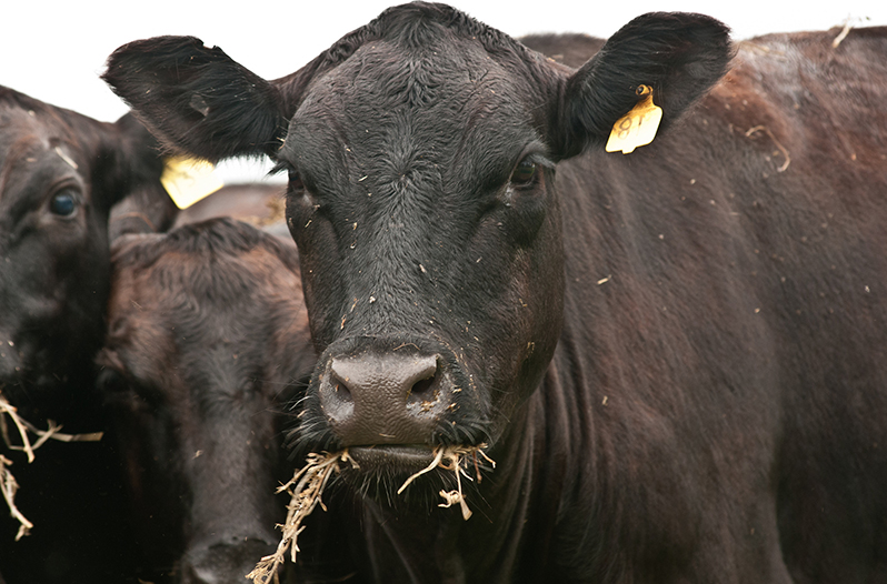 West Texas A&M Says Cloned Cows Can Create Better Beef