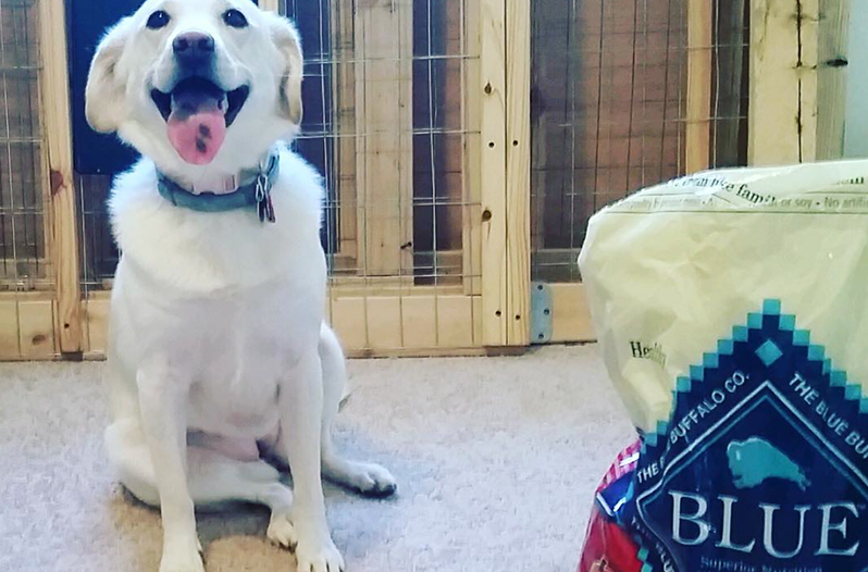 Blue Buffalo Dog Food Recall Issued Due to Thyroid Hormones