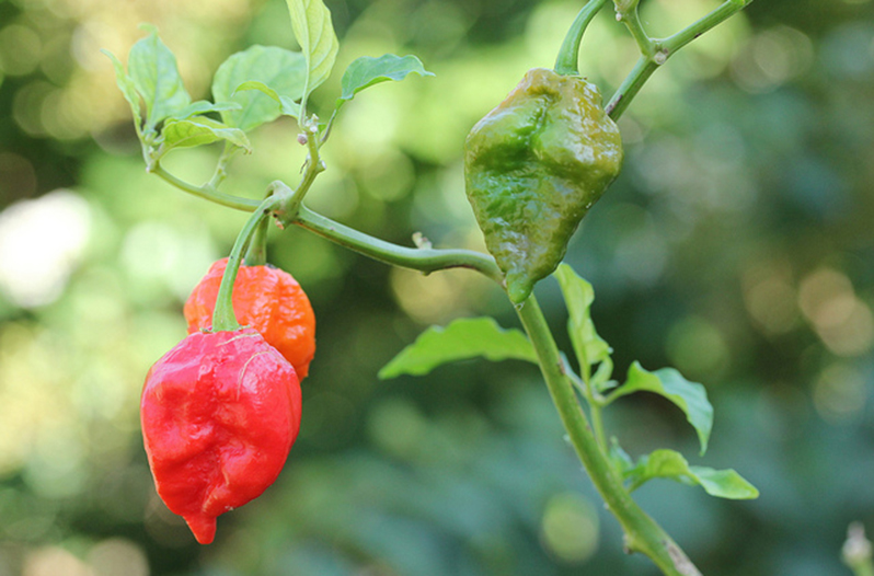 Man Develops a Hole in His Esophagus After Eating a Ghost Pepper