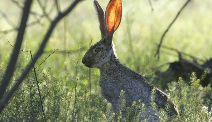 The West Texas BlackTailed Jackrabbit Isn’t a Rabbit at All