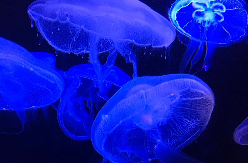 Lubbock Has Plans for a New Aquarium