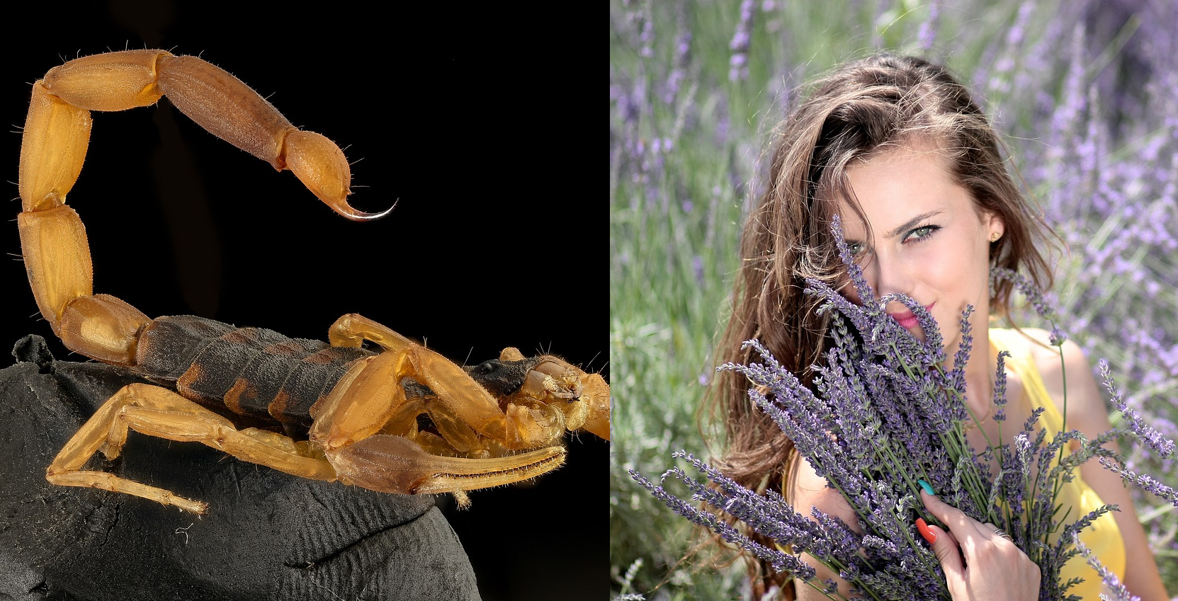 Lavender is the Best Natural Repellent for Scorpions