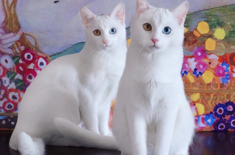 These Cats Have Been Called the Most Beautiful in the World