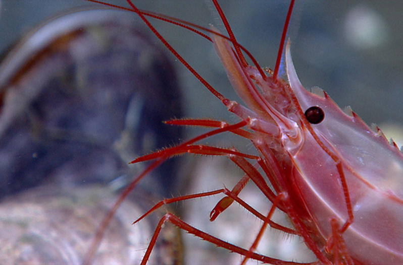 The Amount of Shrimp in the Gulf of Mexico is Dwindling