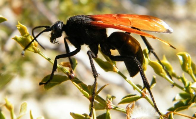 What Could Be Scarier Than A Tarantula? A Tarantula Hawk!