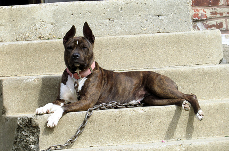 Texas Organization Hopes to Encourage Owners to 'Unchain' Their Dogs