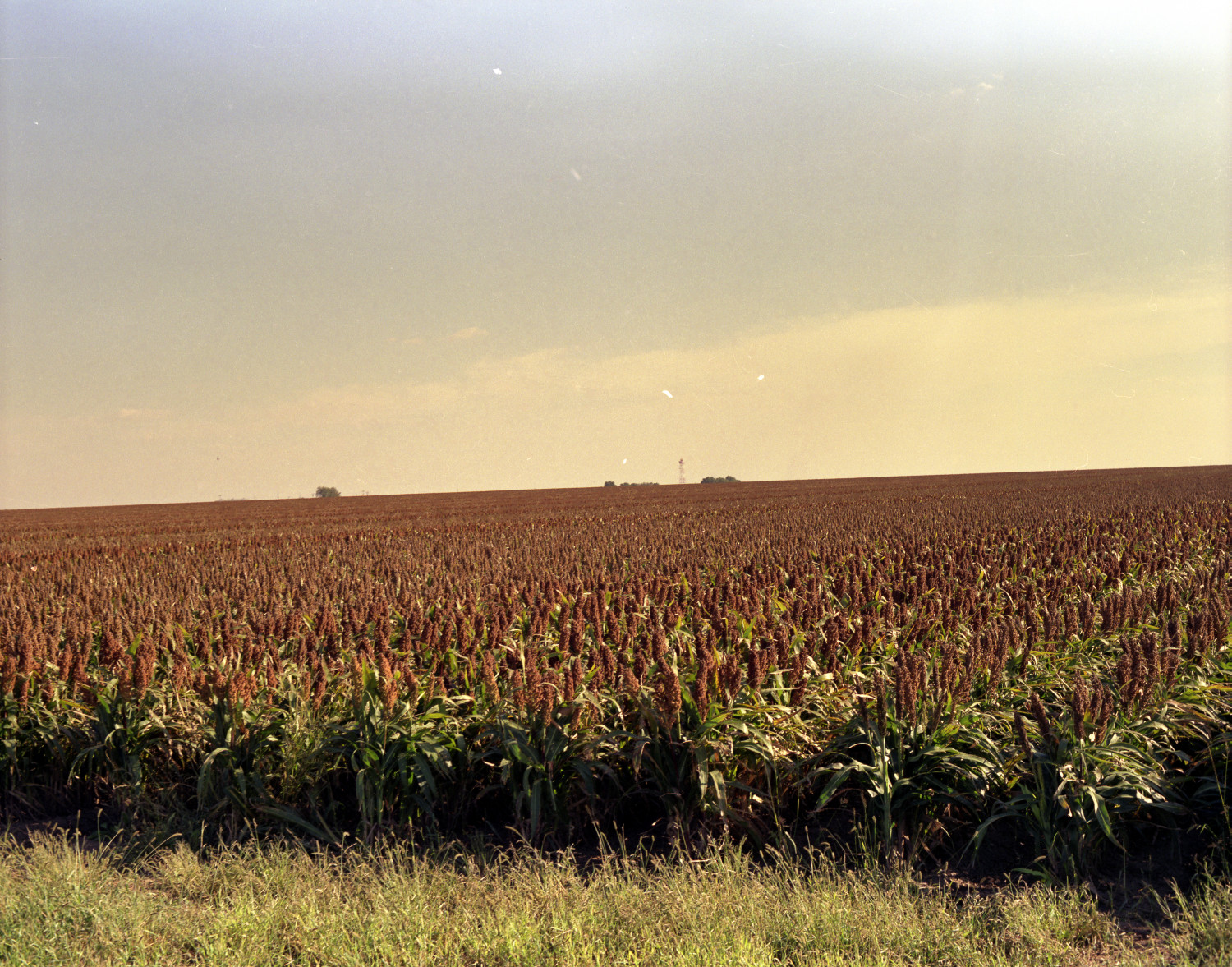 [SeedTec Milo Fields] The Portal to Texas History
