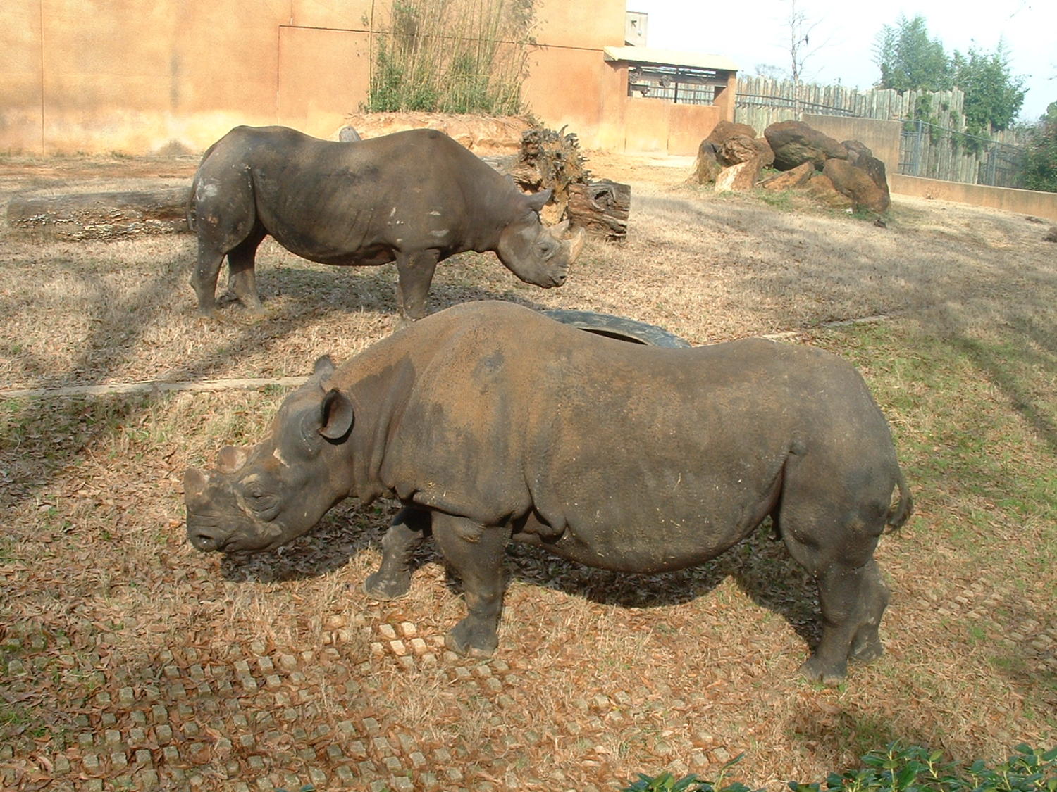 [Rhino exhibit] Side 1 of 1 The Portal to Texas History