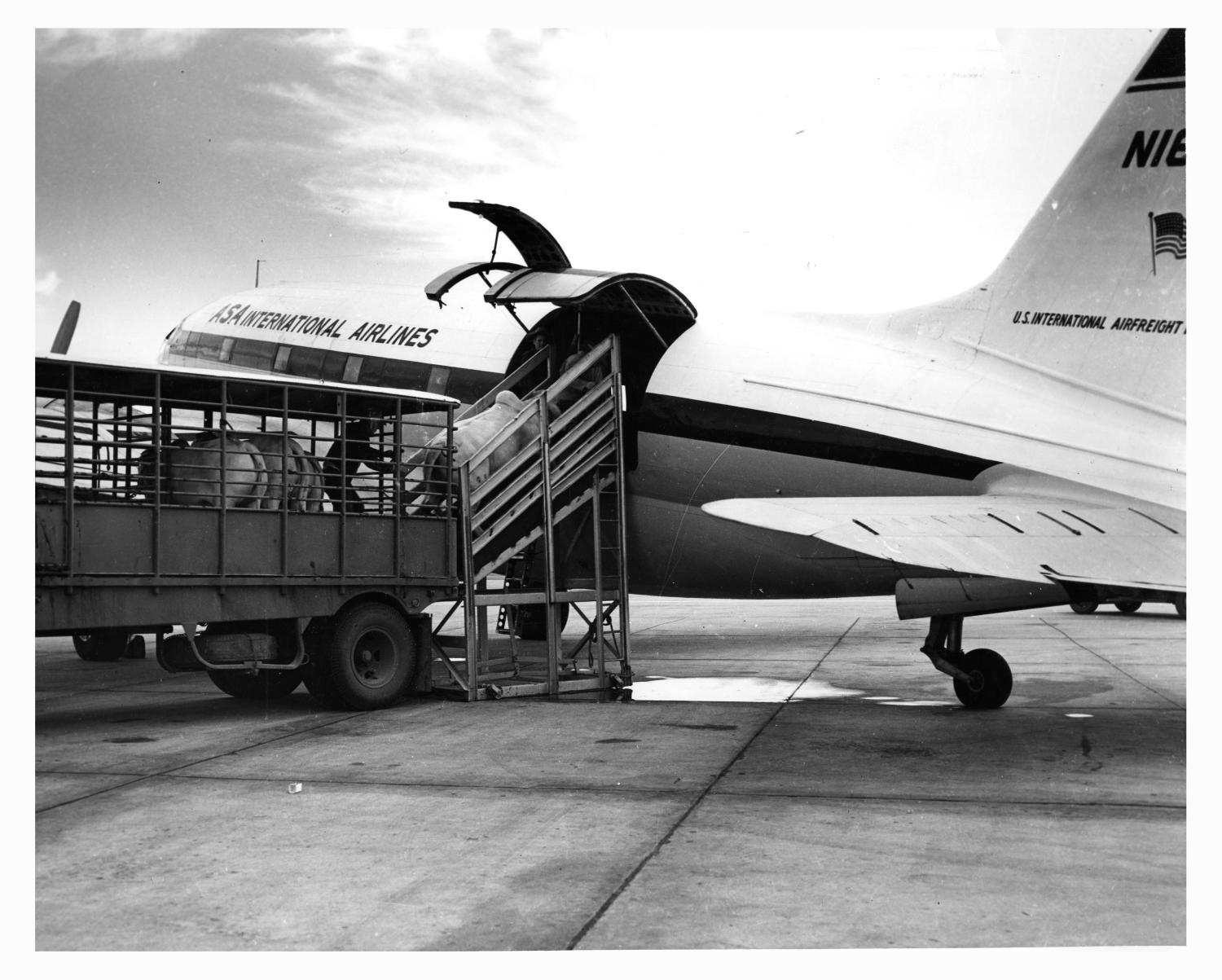 Transporting Cattle by Airplane Side 1 of 1 The Portal to Texas History