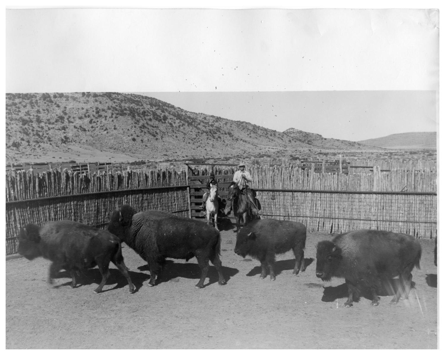 Cap Yates Herding Buffalo The Portal to Texas History