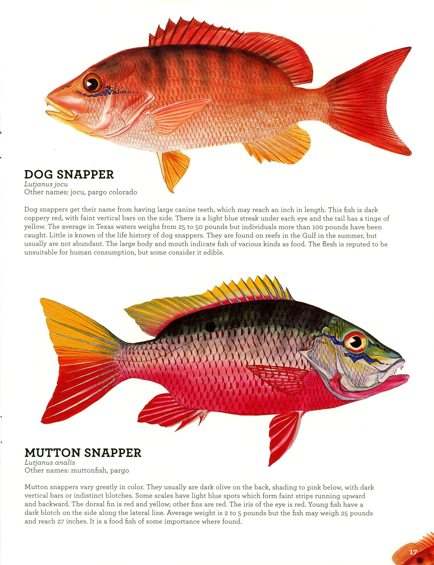 Saltwater Fishes of Texas A Guide to Knowing and Catching Bay and Gulf