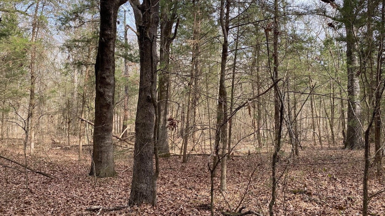 35 acres in Morris County Texas for Sale