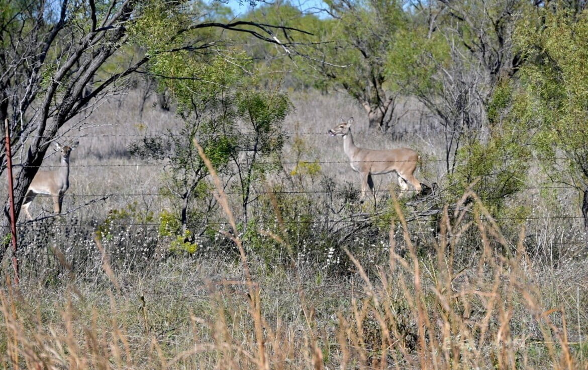 1,250 acres in Shackelford County Texas Hunting Land LLC
