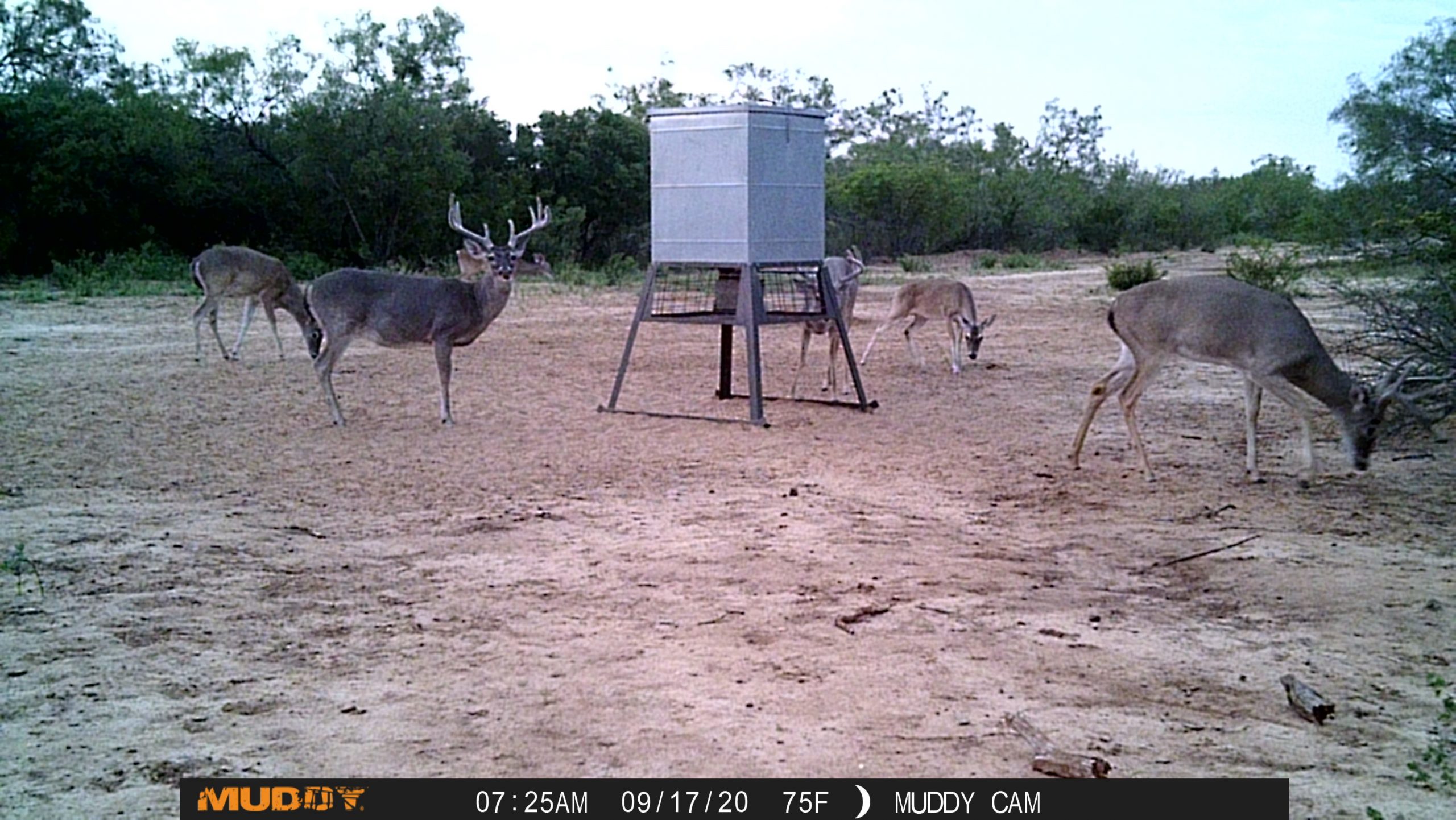 Hunting Leases Texas Hunting Post