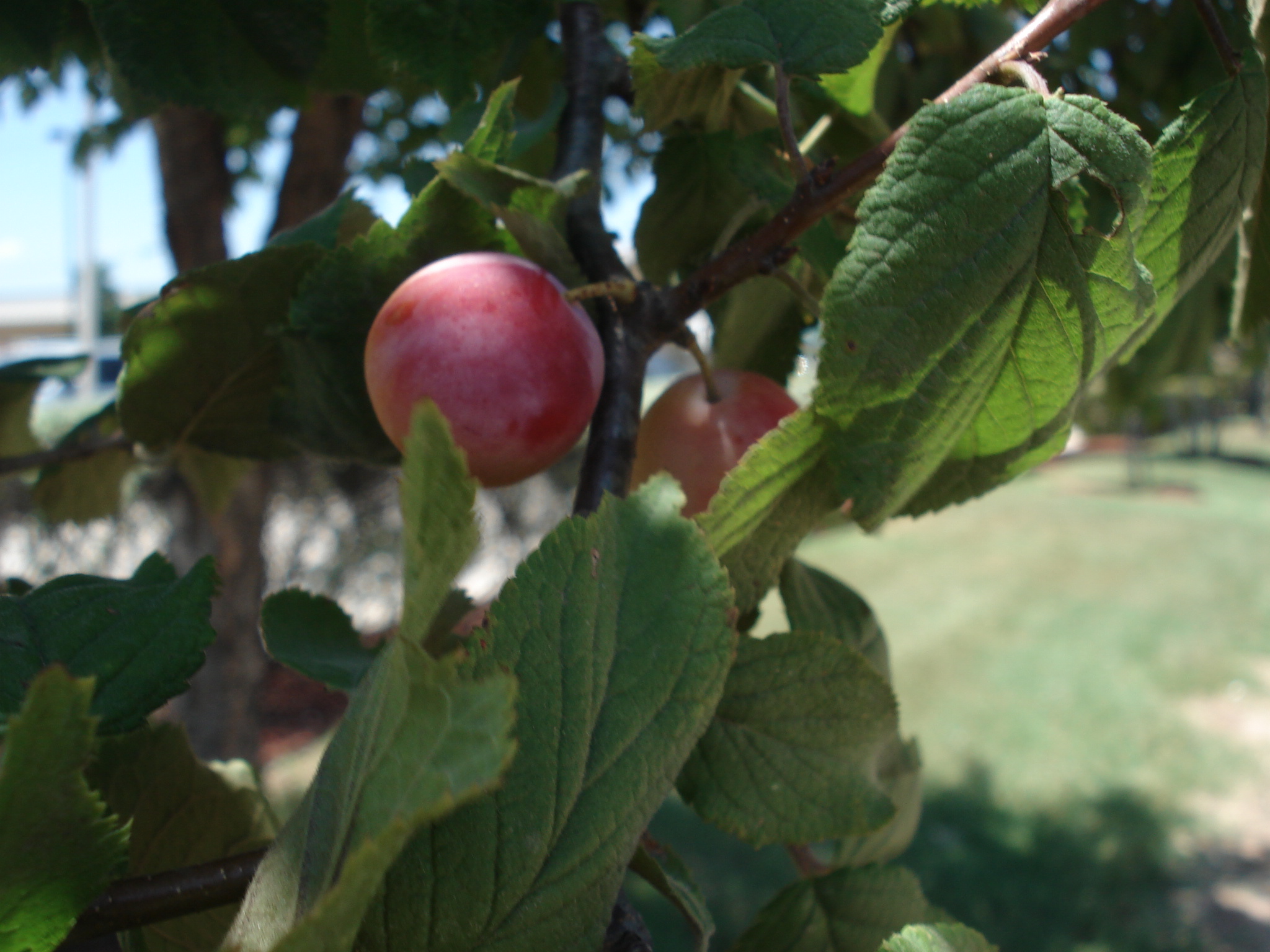 Fruit Trees Home Gardening Apple, Cherry, Pear, Plum Wild Fruit