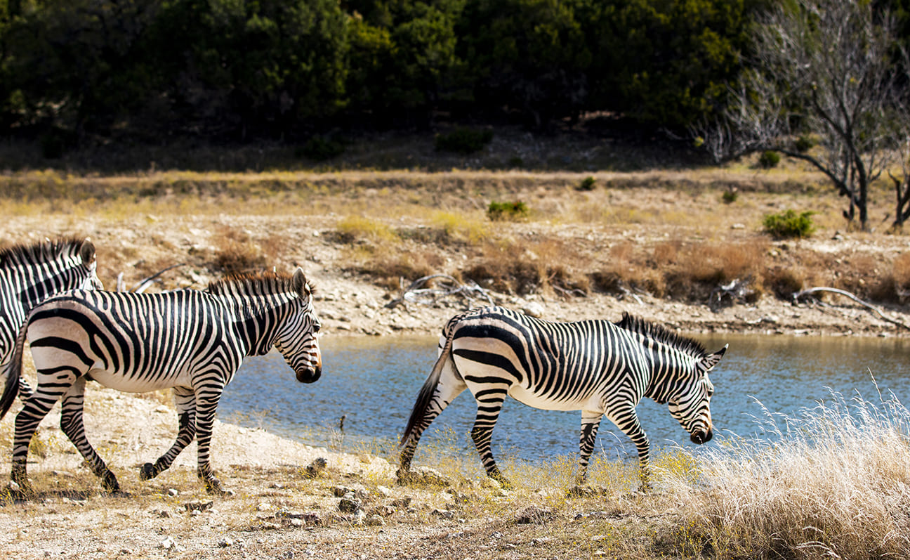 Fossil Rim Wildlife Center
