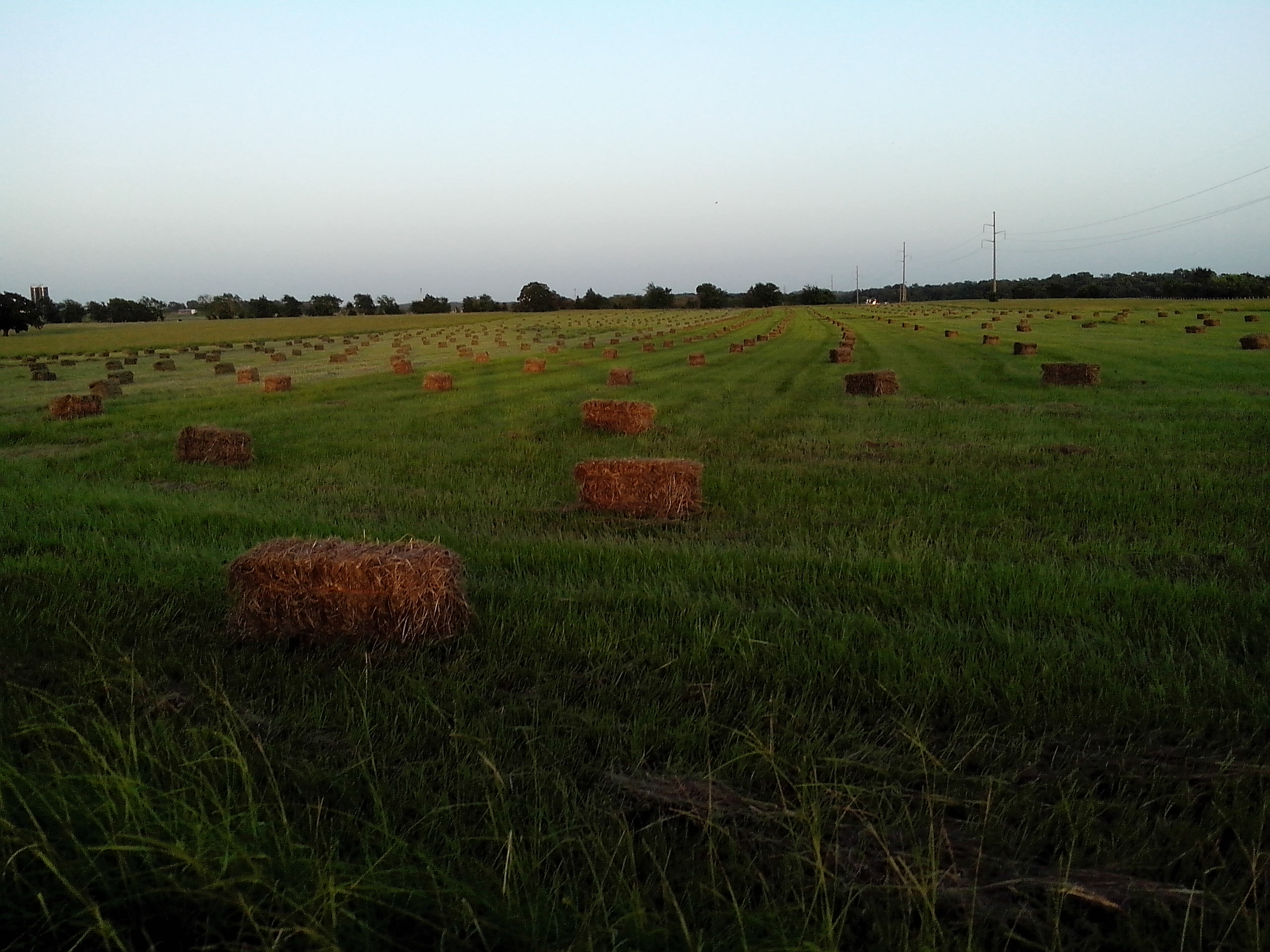 organic hay sale