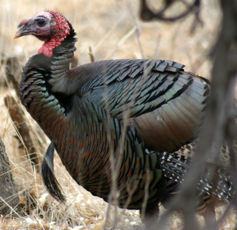Texas turkey hunting tactics can swing odds in your favor in spring