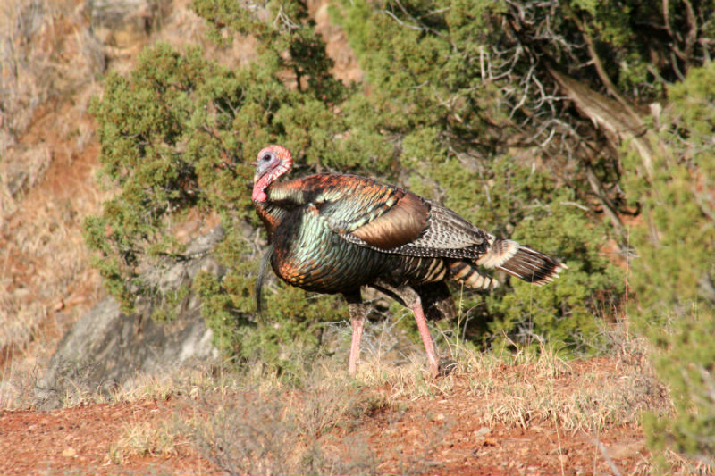 Texas turkey hunting season forecast good across the state