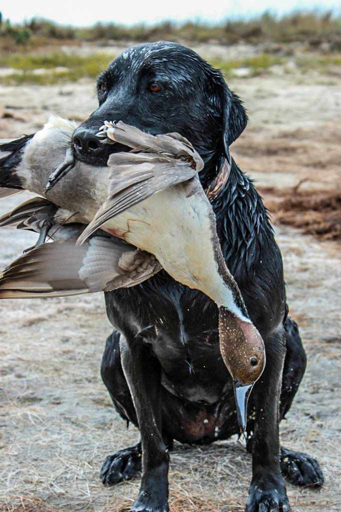 View 5 Duck Hunting Kayak With Dog greatmemberarts